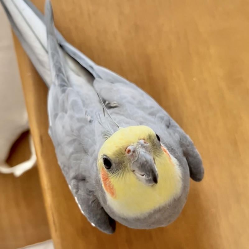 オカメインコの写真。机の上に載ってこちらを見上げている。
